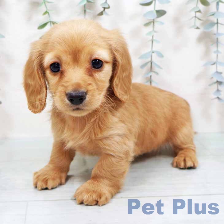 京都府のカニンヘンダックスフンド(ロング) (ペットプラス イオンモールKYOTO店/2025年11月26日生まれ/男の子/ゴールド)の子犬の2枚目の画像