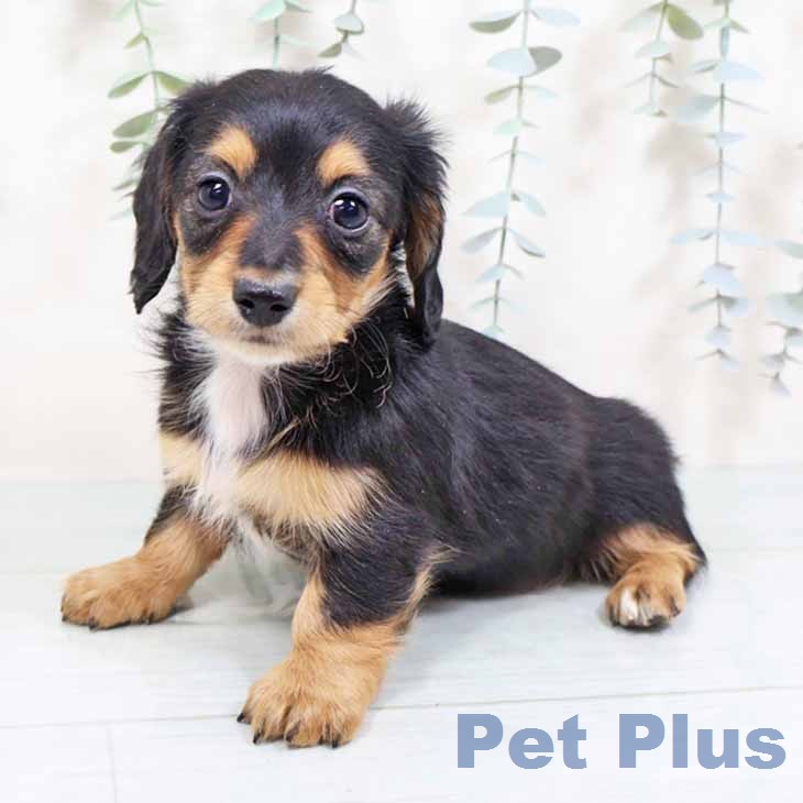 大阪府のカニンヘンダックスフンド(ロング) (ペットプラス ららぽーと和泉店/2025年11月26日生まれ/女の子/ブラックタン)の子犬の1枚目の画像