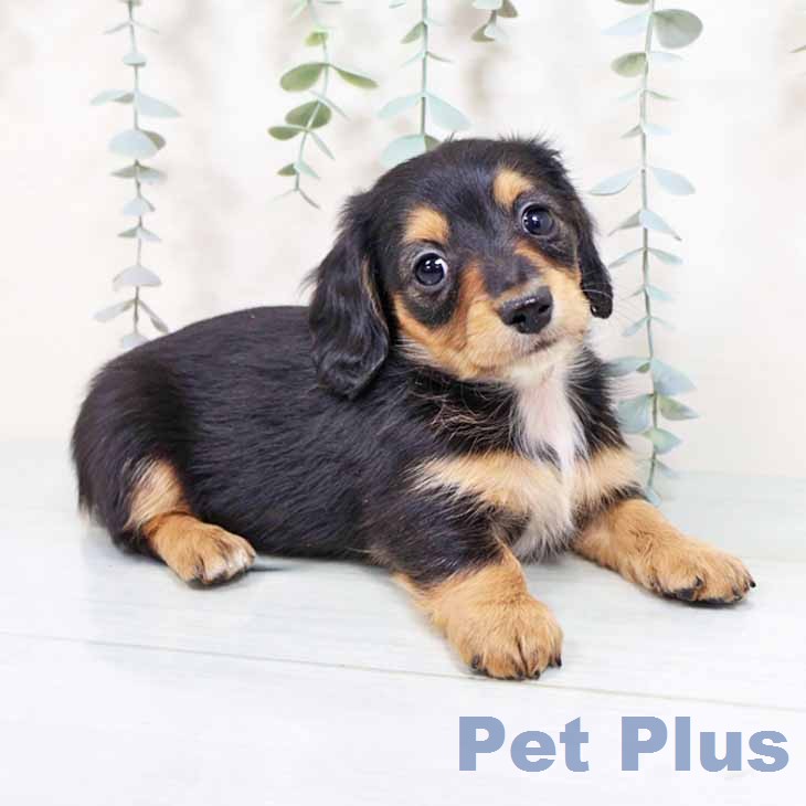 大阪府のカニンヘンダックスフンド(ロング) (ペットプラス ららぽーと和泉店/2025年11月26日生まれ/女の子/ブラックタン)の子犬の2枚目の画像