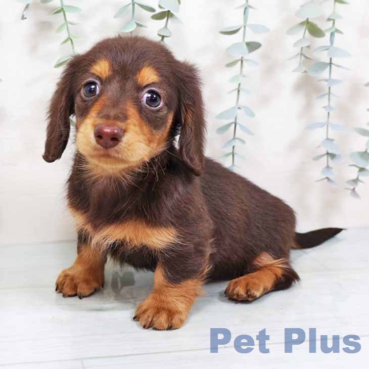大阪府のカニンヘンダックスフンド(ロング) (ペットプラス イオン大日店/2025年11月26日生まれ/女の子/チョコレートタン)の子犬