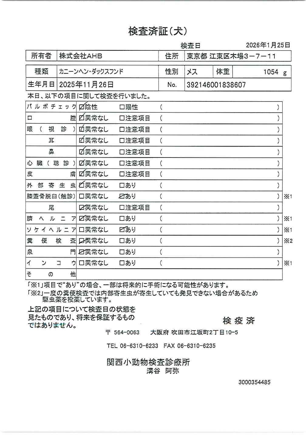 カニーンヘン・ダックスフンド