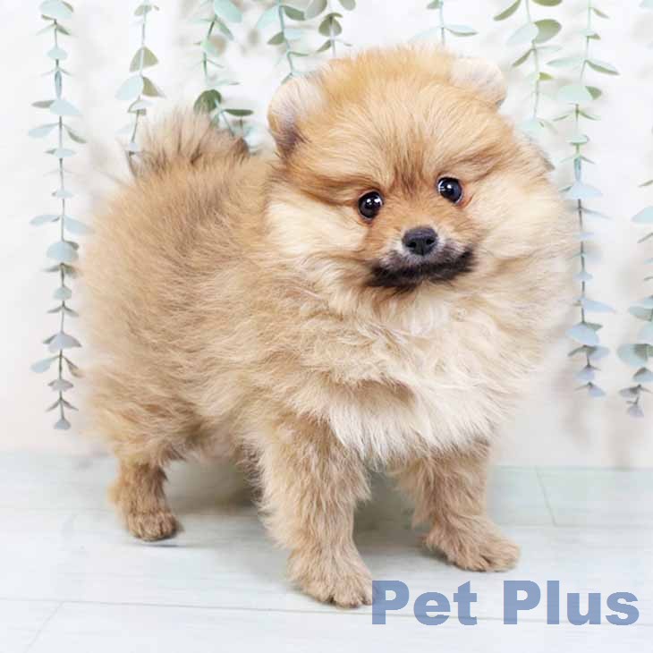 大阪府のポメラニアン (ペットプラス ららぽーと和泉店/2025年11月25日生まれ/男の子/オレンジ)の子犬の1枚目の画像