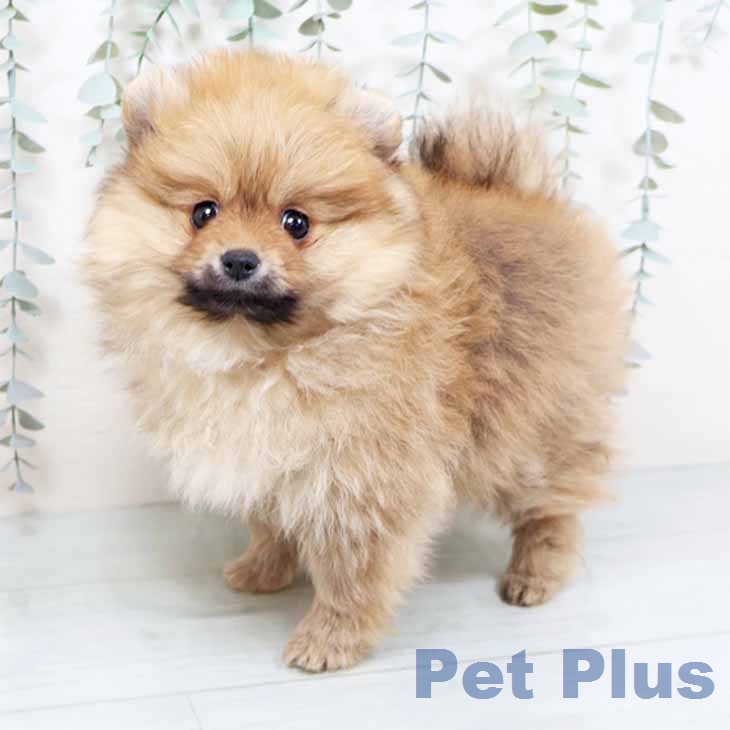 大阪府のポメラニアン (ペットプラス ららぽーと和泉店/2025年11月25日生まれ/男の子/オレンジ)の子犬の2枚目の画像
