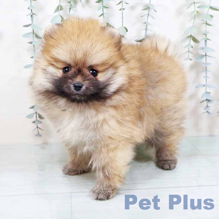 大阪府のポメラニアン (ペットプラス イオン大日店/2025年11月25日生まれ/女の子/オレンジ)の子犬の1枚目の画像