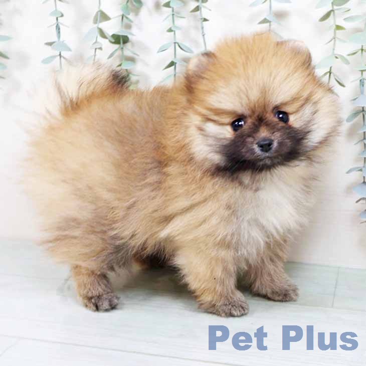 大阪府のポメラニアン (ペットプラス イオン大日店/2025年11月25日生まれ/女の子/オレンジ)の子犬の2枚目の画像