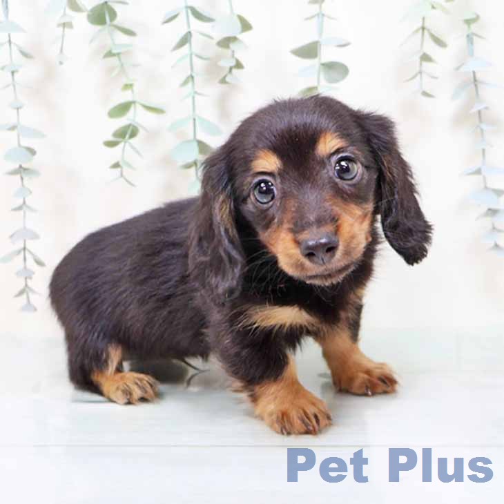 大阪府のカニンヘンダックスフンド(ロング) (ペットプラス イオン大日店/2025年11月26日生まれ/男の子/ブラックタン)の子犬