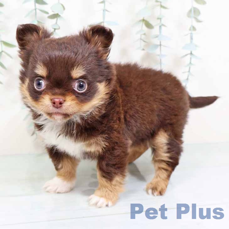 大阪府のチワワ(ロング) (ペットプラス イオン大日店/2025年11月27日生まれ/女の子/チョコレートタンホワイト)の子犬の1枚目の画像