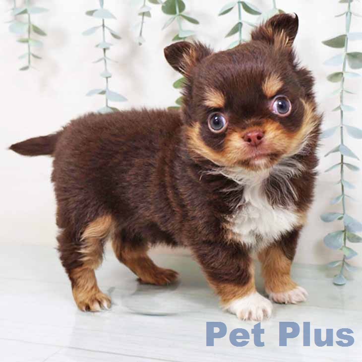 大阪府のチワワ(ロング) (ペットプラス イオン大日店/2025年11月27日生まれ/女の子/チョコレートタンホワイト)の子犬の2枚目の画像