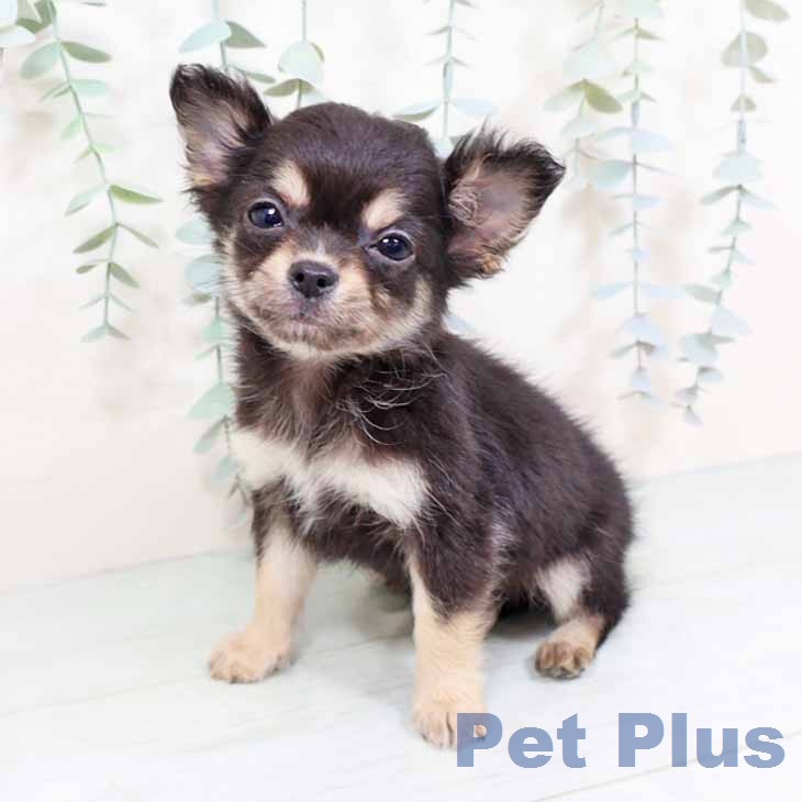 大阪府のチワワ(ロング) (ペットプラス 鶴見店/2025年11月25日生まれ/男の子/ブラックタン)の子犬の1枚目の画像