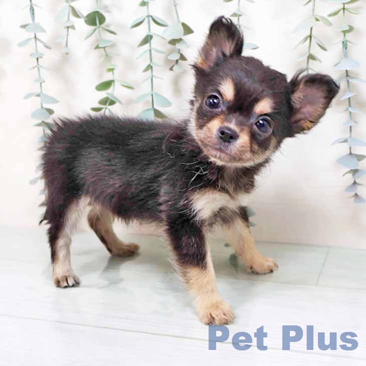 大阪府のチワワ(ロング) (ペットプラス 鶴見店/2025年11月25日生まれ/男の子/ブラックタン)の子犬の2枚目の画像