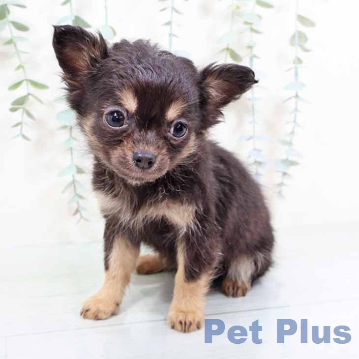 大阪府のチワワ(ロング) (ペットプラス りんくう泉南店/2025年11月25日生まれ/男の子/ブラックタン)の子犬の1枚目の画像