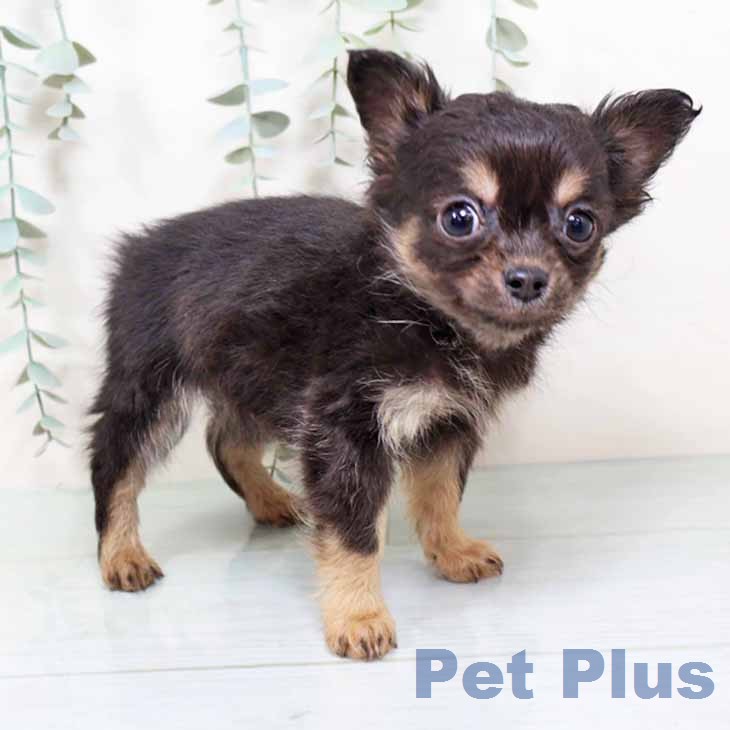 大阪府のチワワ(ロング) (ペットプラス りんくう泉南店/2025年11月25日生まれ/男の子/ブラックタン)の子犬の2枚目の画像