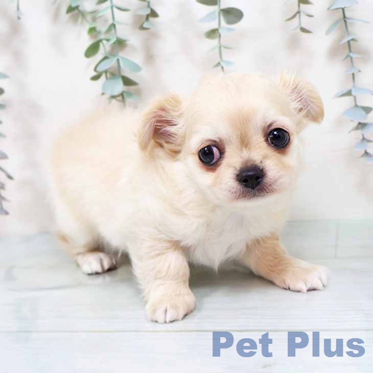 大阪府のチワワ(ロング) (ペットプラス ららぽーと和泉店/2025年11月28日生まれ/男の子/クリームホワイト)の子犬の1枚目の画像