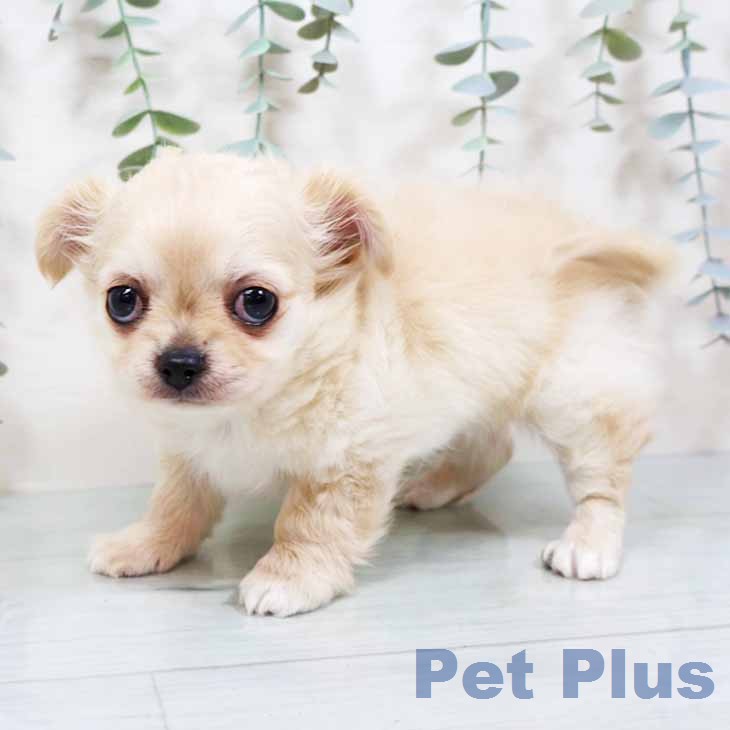 大阪府のチワワ(ロング) (ペットプラス ららぽーと和泉店/2025年11月28日生まれ/男の子/クリームホワイト)の子犬の2枚目の画像