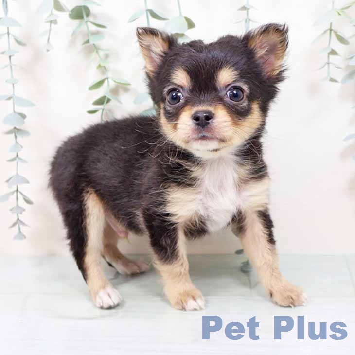 大阪府のチワワ(ロング) (ペットプラス 堺鉄砲町店/2025年11月28日生まれ/男の子/ブラックタン)の子犬の1枚目の画像