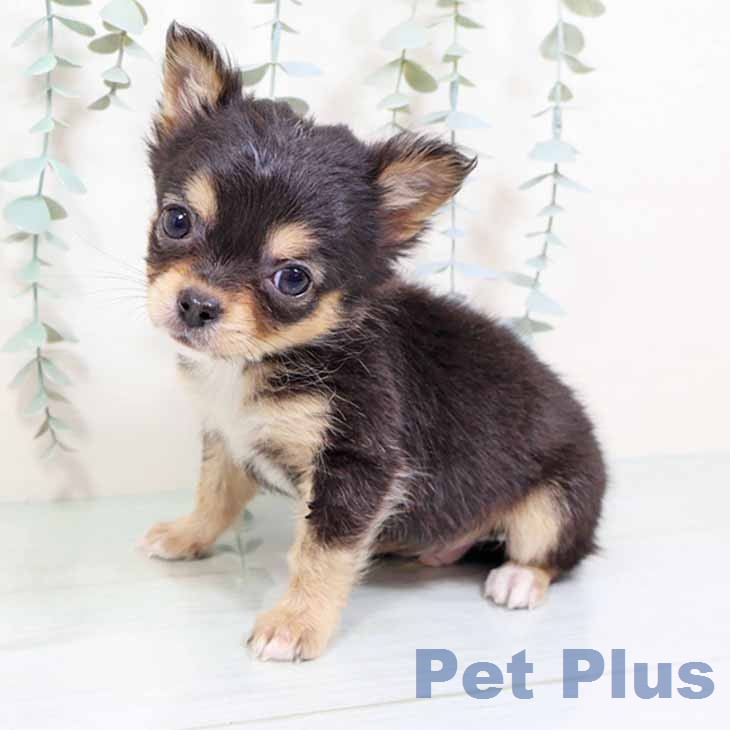 大阪府のチワワ(ロング) (ペットプラス 堺鉄砲町店/2025年11月28日生まれ/男の子/ブラックタン)の子犬の2枚目の画像