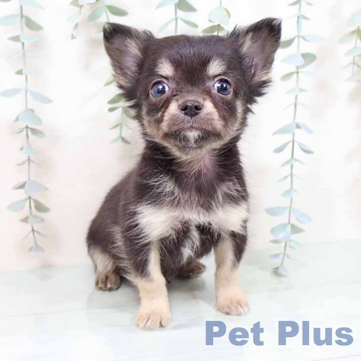 大阪府のチワワ(ロング) (ペットプラス イオン大日店/2025年11月28日生まれ/男の子/ブラックタン)の子犬の1枚目の画像