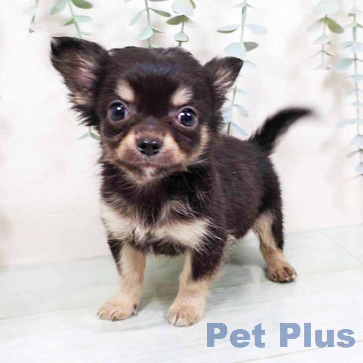 大阪府のチワワ(ロング) (ペットプラス イオン大日店/2025年11月28日生まれ/男の子/ブラックタン)の子犬の2枚目の画像