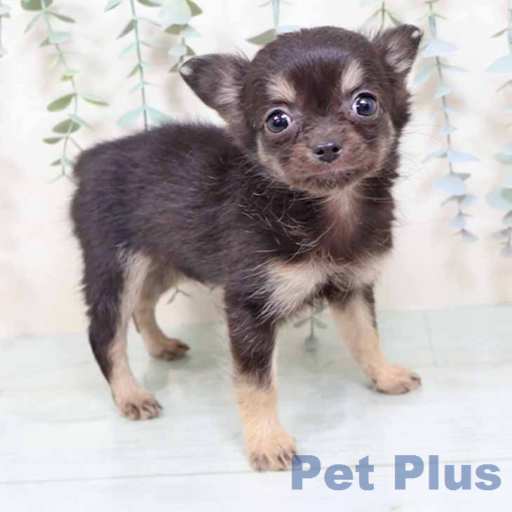 大阪府のチワワ(ロング) (ペットプラス ららぽーと和泉店/2025年11月28日生まれ/女の子/ブラックタン)の子犬の1枚目の画像