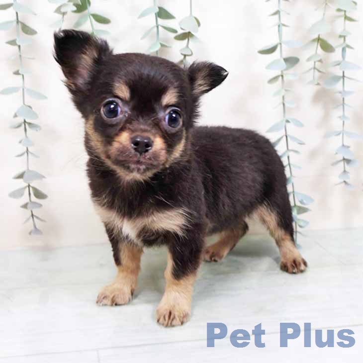 兵庫県のチワワ(ロング) (ペットプラス 神戸三宮店/2025年11月28日生まれ/女の子/ブラックタン)の子犬の1枚目の画像