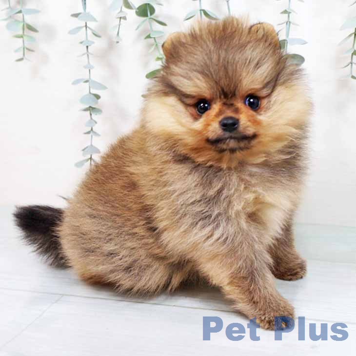 大阪府のポメラニアン (ペットプラス 鶴見店/2025年11月25日生まれ/女の子/オレンジ)の子犬の1枚目の画像