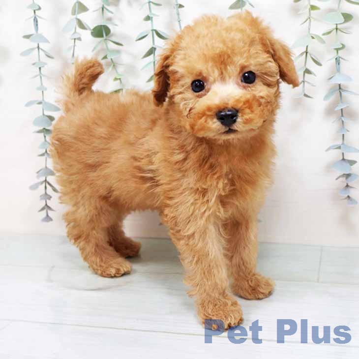 京都府のトイプードル(トイ) (ペットプラス イオンモールKYOTO店/2025年11月26日生まれ/男の子/オレンジフォーン)の子犬の1枚目の画像