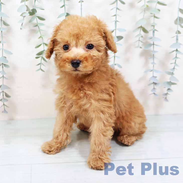 京都府のトイプードル(トイ) (ペットプラス イオンモールKYOTO店/2025年11月26日生まれ/男の子/オレンジフォーン)の子犬の2枚目の画像