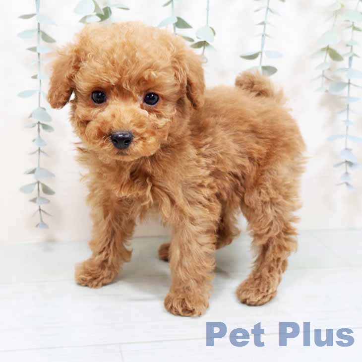 大阪府のトイプードル(トイ) (ペットプラス ららぽーと和泉店/2025年11月26日生まれ/男の子/レッドフォーン)の子犬の1枚目の画像