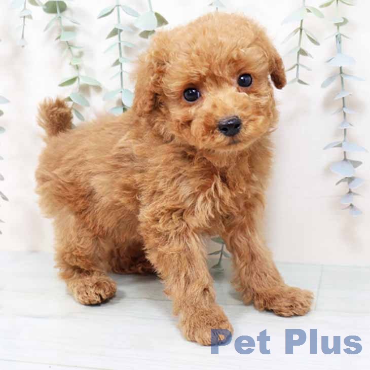 大阪府のトイプードル(トイ) (ペットプラス ららぽーと和泉店/2025年11月26日生まれ/男の子/レッドフォーン)の子犬の2枚目の画像