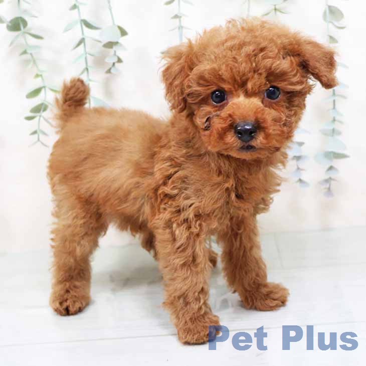 大阪府のトイプードル(トイ) (ペットプラス イオン大日店/2025年11月26日生まれ/男の子/レッドフォーン)の子犬