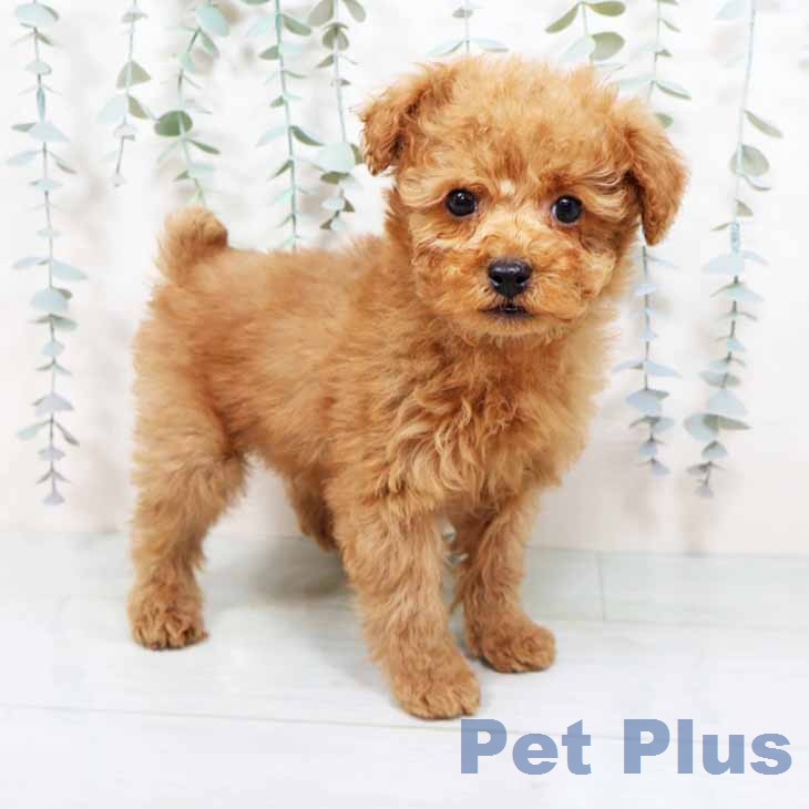 トイ・プードル