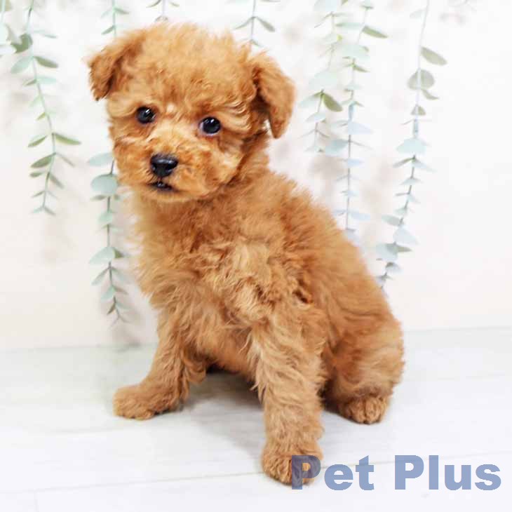 トイ・プードル