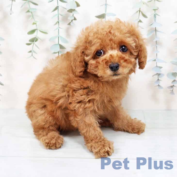 京都府のトイプードル(トイ) (ペットプラス 京都桂川店/2025年11月27日生まれ/女の子/レッドフォーン)の子犬の1枚目の画像