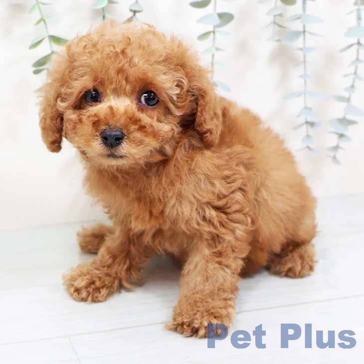 京都府のトイプードル(トイ) (ペットプラス 京都桂川店/2025年11月27日生まれ/女の子/レッドフォーン)の子犬の2枚目の画像