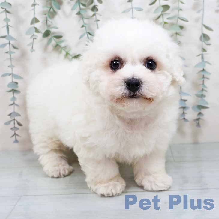 京都府のビションフリーゼ (ペットプラス 京都桂川店/2025年11月22日生まれ/男の子/ホワイト)の子犬の1枚目の画像