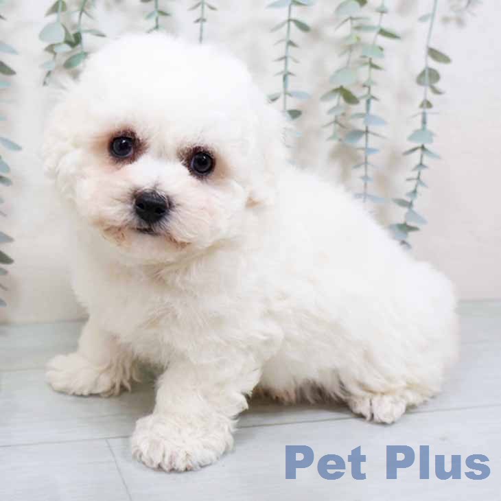 京都府のビションフリーゼ (ペットプラス 京都桂川店/2025年11月22日生まれ/男の子/ホワイト)の子犬の2枚目の画像