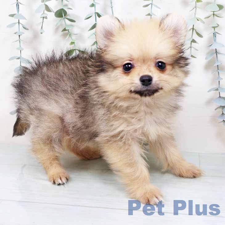 大阪府のポメラニアン (ペットプラス 大阪ドームシティ店/2025年11月24日生まれ/男の子/クリームセーブル)の子犬の1枚目の画像