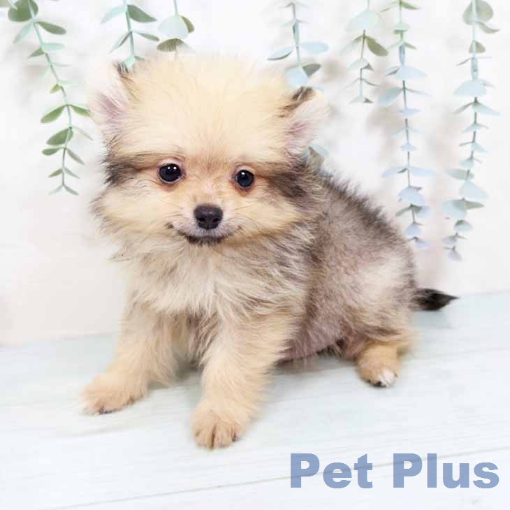 大阪府のポメラニアン (ペットプラス 大阪ドームシティ店/2025年11月24日生まれ/男の子/クリームセーブル)の子犬の2枚目の画像