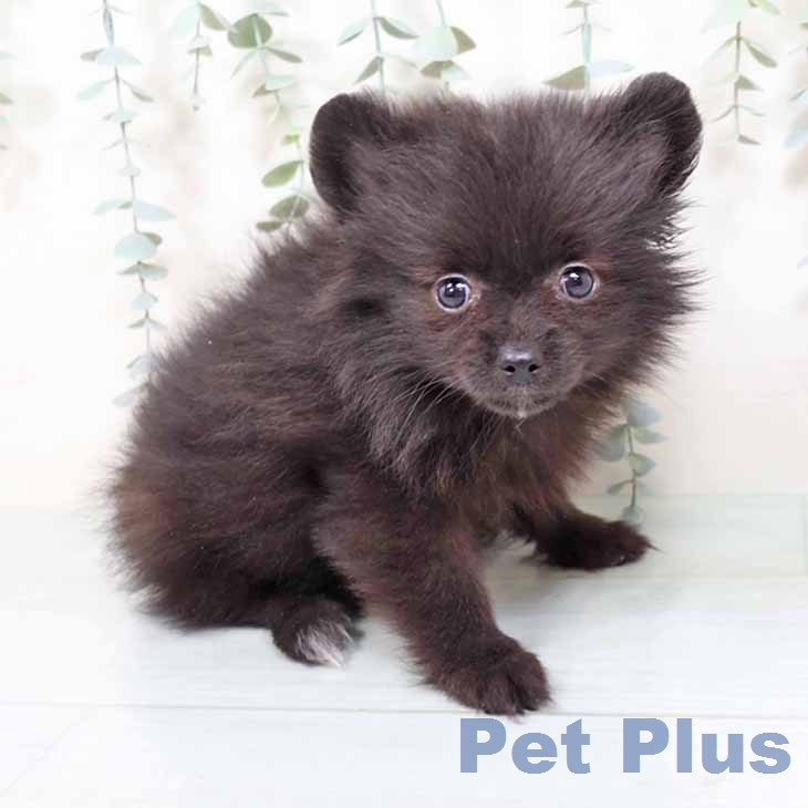 大阪府のポメラニアン (ペットプラス りんくう泉南店/2025年11月24日生まれ/女の子/ブラック)の子犬の1枚目の画像