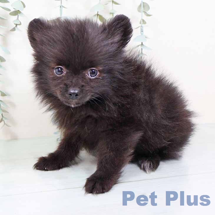 大阪府のポメラニアン (ペットプラス りんくう泉南店/2025年11月24日生まれ/女の子/ブラック)の子犬の2枚目の画像