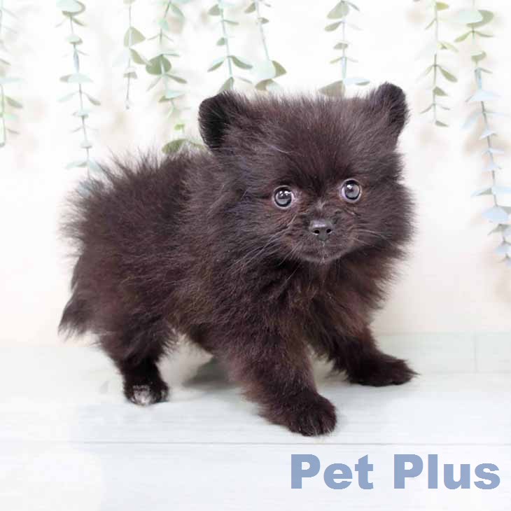 大阪府のポメラニアン (ペットプラス 四條畷店/2025年11月24日生まれ/女の子/ブラック)の子犬の1枚目の画像