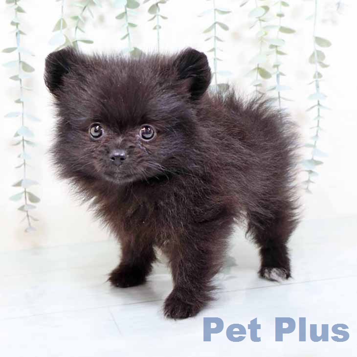 大阪府のポメラニアン (ペットプラス 四條畷店/2025年11月24日生まれ/女の子/ブラック)の子犬の2枚目の画像