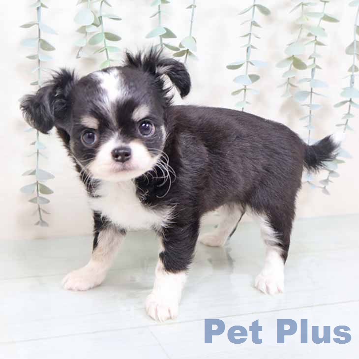 大阪府のチワワ(ロング) (ペットプラス 四條畷店/2025年11月29日生まれ/男の子/ブラックホワイトタン)の子犬の1枚目の画像
