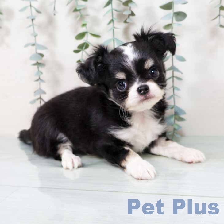 大阪府のチワワ(ロング) (ペットプラス 四條畷店/2025年11月29日生まれ/男の子/ブラックホワイトタン)の子犬の2枚目の画像