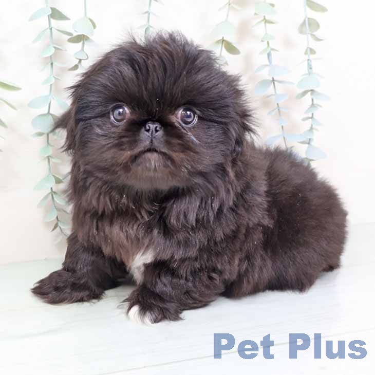 大阪府のペキニーズ (ペットプラス イオン大日店/2025年11月23日生まれ/男の子/ブラックホワイトマーキングス)の子犬の1枚目の画像