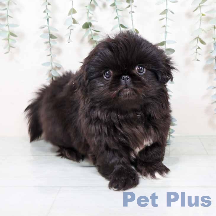 大阪府のペキニーズ (ペットプラス イオン大日店/2025年11月23日生まれ/男の子/ブラックホワイトマーキングス)の子犬の2枚目の画像