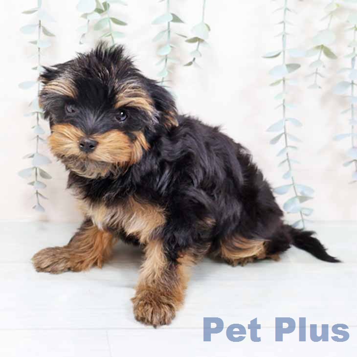 大阪府のヨークシャーテリア (ペットプラス りんくう泉南店/2025年11月15日生まれ/男の子/ダークスチールブルータン)の子犬の2枚目の画像
