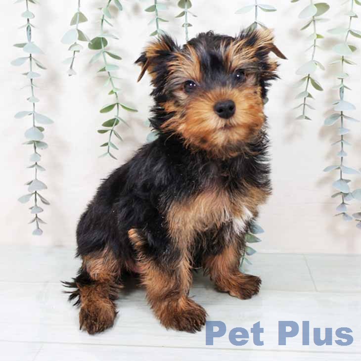 大阪府のヨークシャーテリア (ペットプラス 大阪ドームシティ店/2025年11月30日生まれ/男の子/ダークスチールブルータン)の子犬の1枚目の画像
