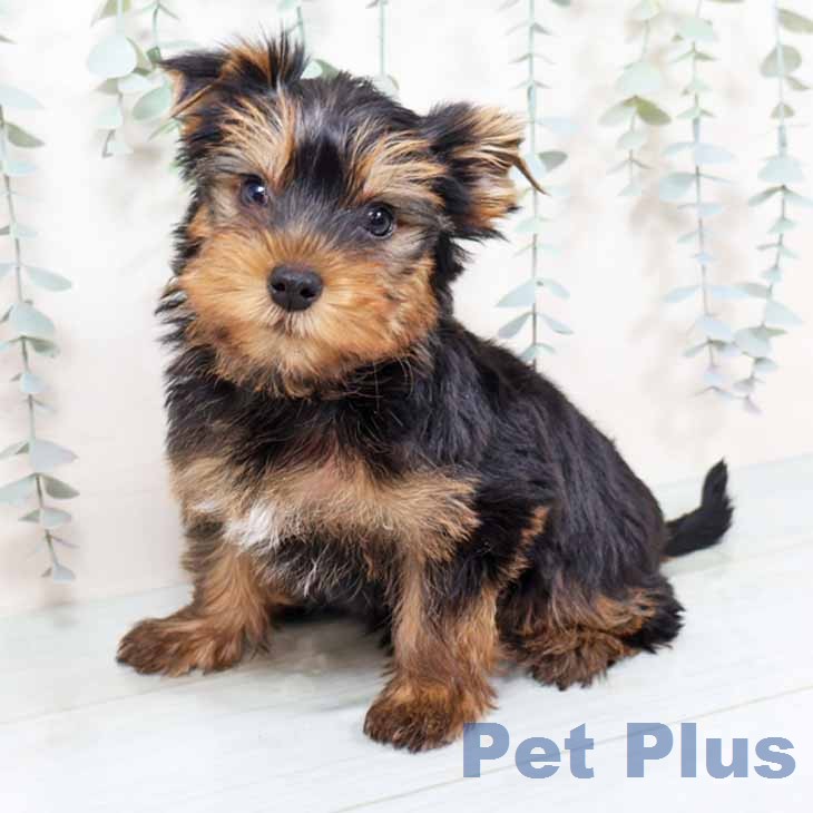 大阪府のヨークシャーテリア (ペットプラス 大阪ドームシティ店/2025年11月30日生まれ/男の子/ダークスチールブルータン)の子犬の2枚目の画像