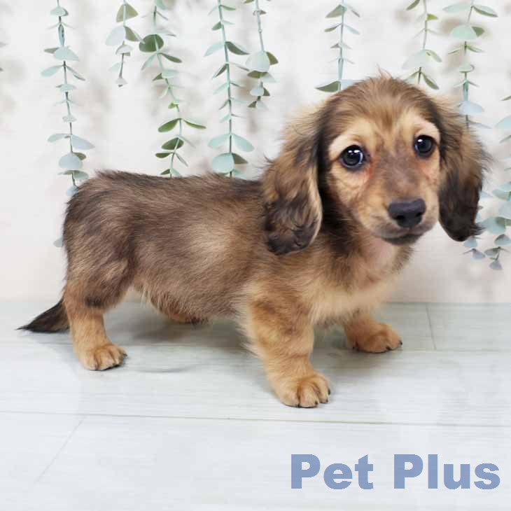 京都府のミニチュアダックスフンド(ロング) (ペットプラス 京都桂川店/2025年11月26日生まれ/男の子/シェーデットイエロー)の子犬